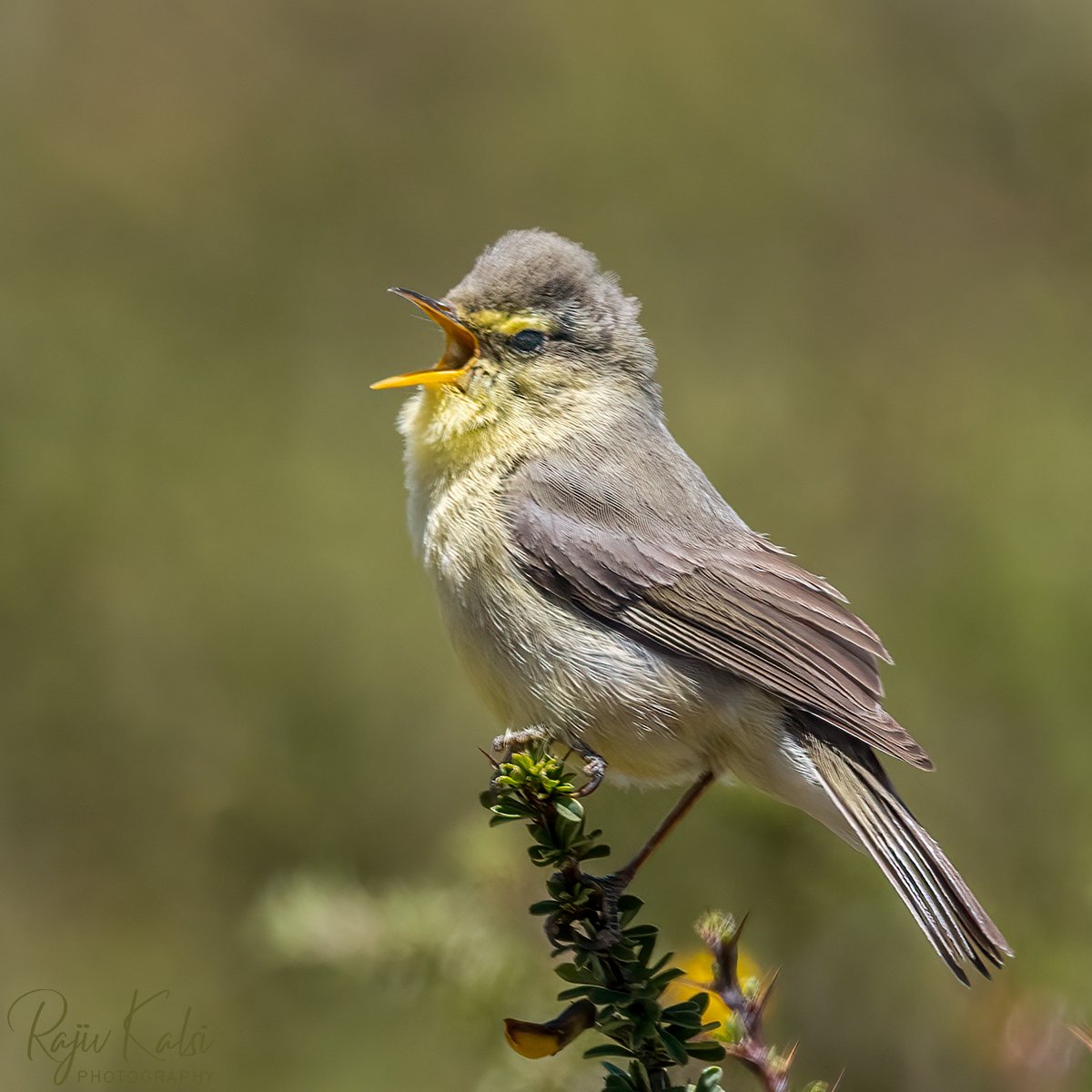 rajivkalsi's tweet photo. Tickell's Leaf Warbler (Phylloscopus affinis)
Ladakh, India. June 2022
@BBCEarth
@Team_eBird @Canon_India
#CapturedOnCanon #CanonPhotography #canonr5 #bbcwildlifePOTD #IndiAves #Birding #birdphotography #BirdTwitter #wildlifephotography #SPmagazine #Ladakh https://t.co/bnqEN73Ui3