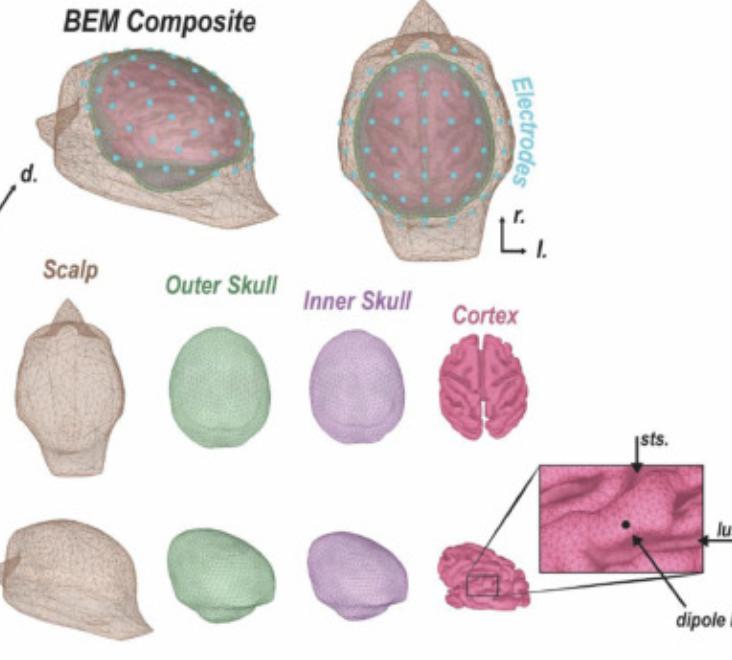 The Schall Lab (@labschall) on Twitter photo Knowing what an ERP like the N2pc signals requires understanding where it arises. The talented synergy of <a href="/beaherrera/">Beatriz Herrera</a> and <a href="/jake_westerberg/">Jake Westerberg</a> produced this new publication detailing how the N2pc is produced.
doi.org/10.1016/j.neur… #neuroscience #EEG Knowing what an ERP like the N2pc signals requires understanding where it arises. The talented synergy of <a href="/beaherrera/">Beatriz Herrera</a> and <a href="/jake_westerberg/">Jake Westerberg</a> produced this new publication detailing how the N2pc is produced.
doi.org/10.1016/j.neur… #neuroscience #EEG