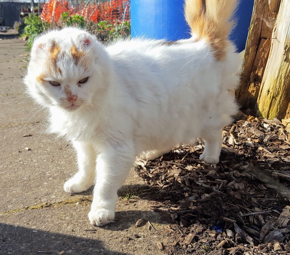 Robert Allotment cat,now helped by Janet & Amanda tweet media