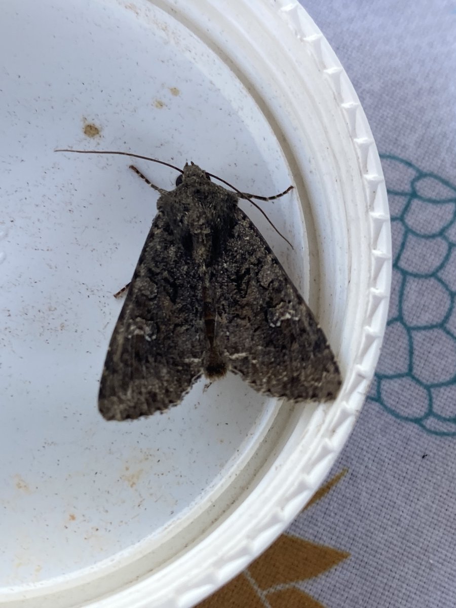 Lytchettbirder's tweet photo. Three new for the year moths #CypressPug #CabbageMoth &amp; #FlouncedRustic at the Lytchett Bay Trap @LytchettP @DorsetMoths https://t.co/hFcrvUci4X