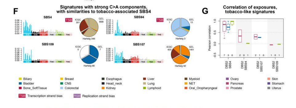 JorgeAlatorreA1's tweet photo. In the largest whole-genome sequencing analysis to date, #SBS4 a #tobbacco-associated signature, was consistently found in #lungcancer, but not exclusive to this neoplasm. 3 other signatures presenting C>A with similarities to SBS4 were detected across different cancer types. https://t.co/xtHsqYYwj2