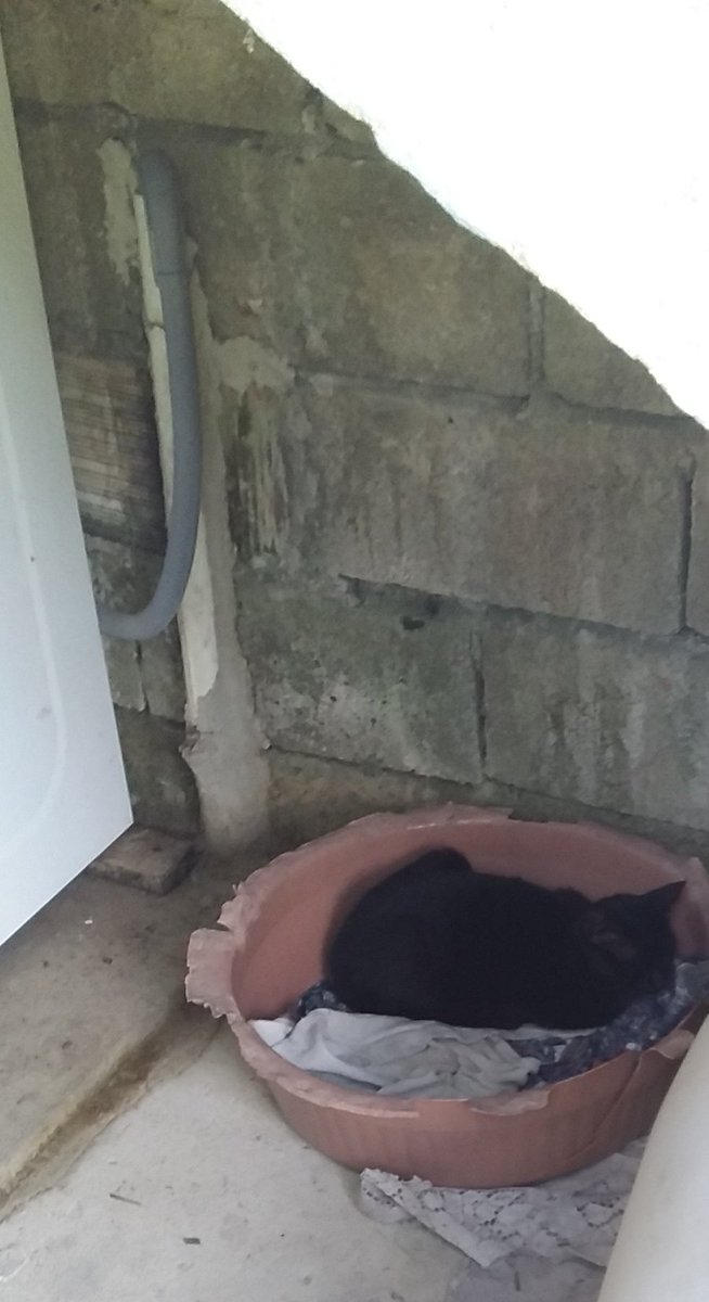 EdduSayao's tweet photo. Os gatos entram em lugares improváveis mesmo,olha a #Celina dormindo dentro do cesto de roupas sujas na lavanderia https://t.co/9DvJuibJjp
