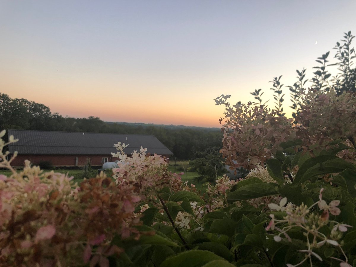 DrJillUnderly's tweet photo. This sunset seemed to bring one of my favorite poems by Carl Sandburg ("Hydrangeas") to life:
"One sunset after another tracks the faces, the petals.
Waiting, they look over the fence for what way they go."
#WisconsinSunset https://t.co/ODRx5aECsJ
