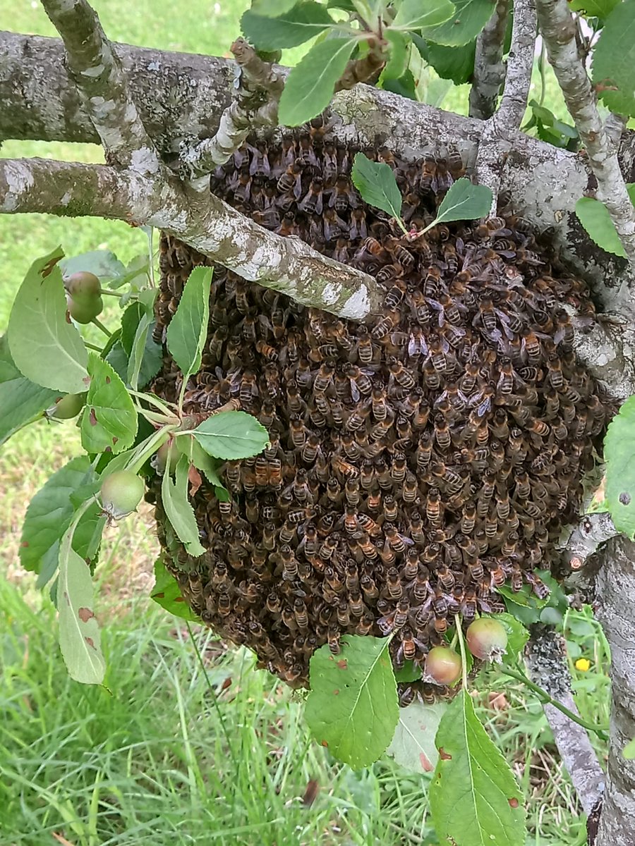 johnstowncastle's tweet photo. There will be a buzz around next weekend as we will be staging Wexford #Honey Festival in partnership with South Wexford Beekeepers Association takes place on Saturday 10th & Sunday 11th September.
The event runs from 10.30am to 4pm on both days.
#bees #beehive #nativeirishbees https://t.co/hUio944OzY
