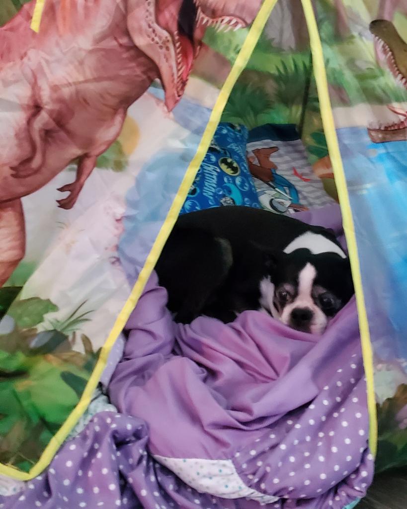 originaltiming's tweet photo. Tough way to wake up. Our sweet little Ali passed way this morning.
Going to miss her sweet little face.
#RIPAli https://t.co/Z1B2gZO7b0