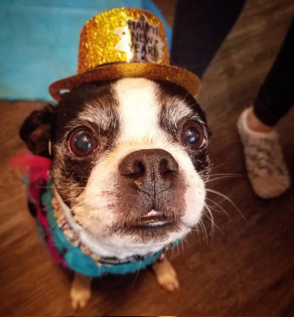 originaltiming's tweet photo. Tough way to wake up. Our sweet little Ali passed way this morning.
Going to miss her sweet little face.
#RIPAli https://t.co/Z1B2gZO7b0