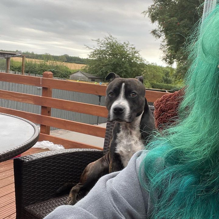 Someone is NOT happy that he doesn’t have the egg-chair!! #sulkystaffy #staffordshirebullterrier