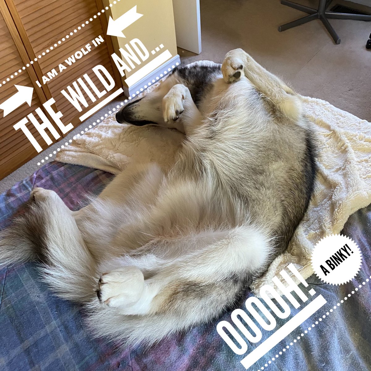 HuskyToTheMax's tweet photo. Much rawr! So fierce! Oooh, soft. https://t.co/tJhCYOujsS