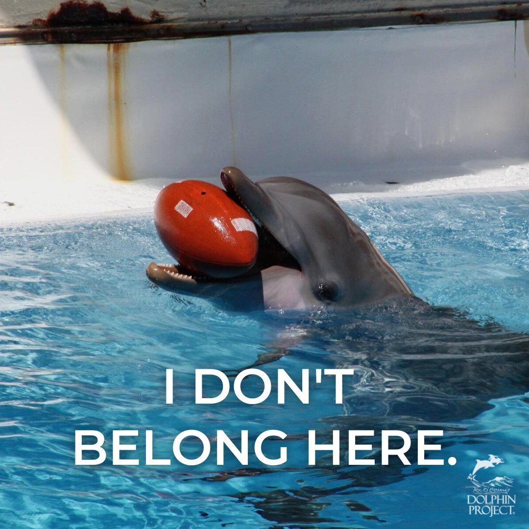 Dolphin Project tweet media