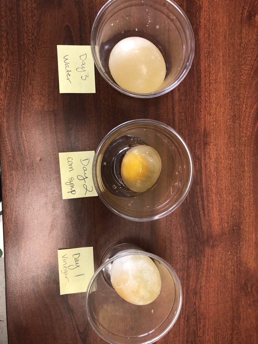Exploring how the cell membrane works. #wchowlout #wcjh #7thgradescience