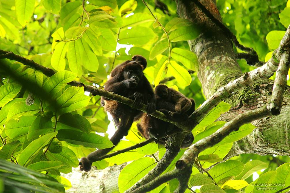 eluniversocom's tweet photo. ¿Sobreviven los jaguares y pumas en la cordillera Chongón Colonche, que nace en Guayaquil? ► https://t.co/Jnfpt7RS1X https://t.co/Vpghc4hzlV