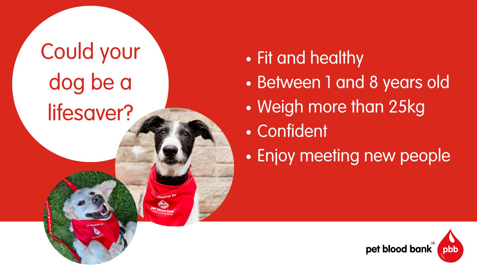 Do You Need To Register Your Dog Uk