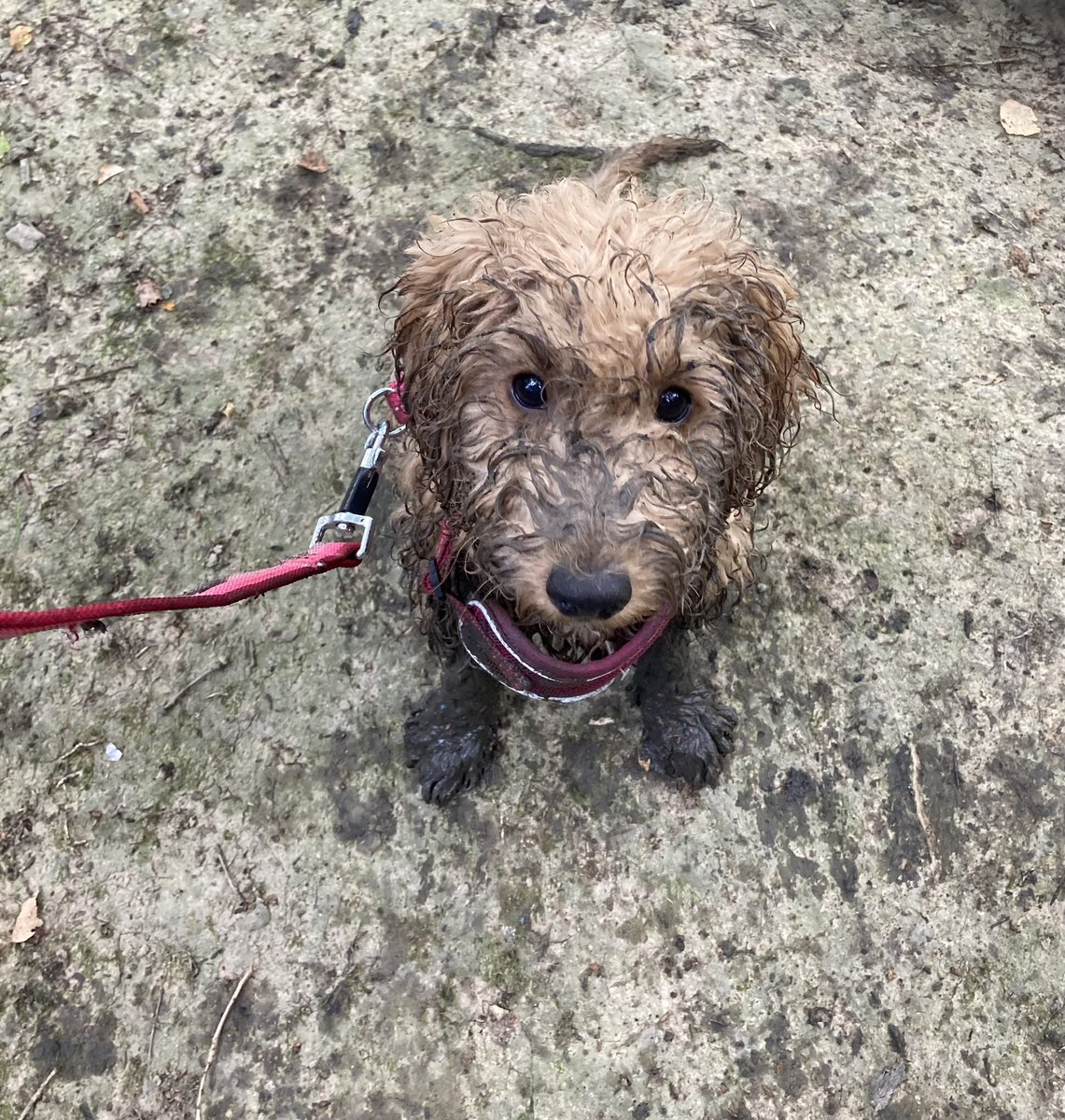 doggymummy2's tweet photo. Get spaniels they said! It’ll be fun they said! 🤦‍♀️🤦‍♀️🙈🙈 #dogsoftwitter #DogsofTwittter #spanielsoftwitter #cockerpoosoftwitter https://t.co/v38omIvwel