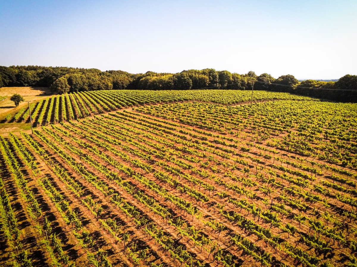 Biddenden Vineyards tweet media