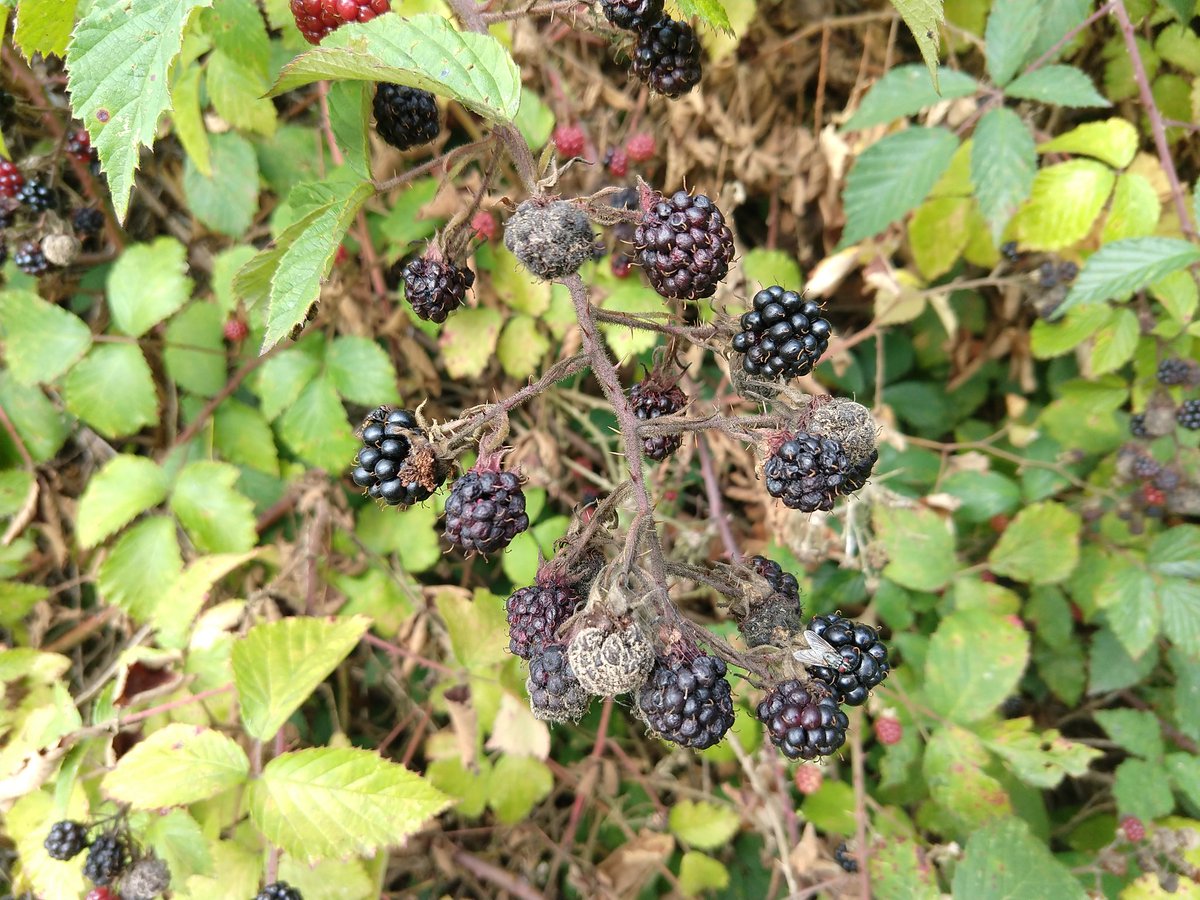 FisherPeter's tweet photo. For #TodaysWalk I went blackberrying in #MillMeadows. "Look for nice shiny ones, nothing below waist height" my Dad used to say. So I did. This year too many don't even get ripe, they just go mouldy. Here's the result. Blackberry & apple crumble for tea. https://t.co/kxNqNIx6gX
