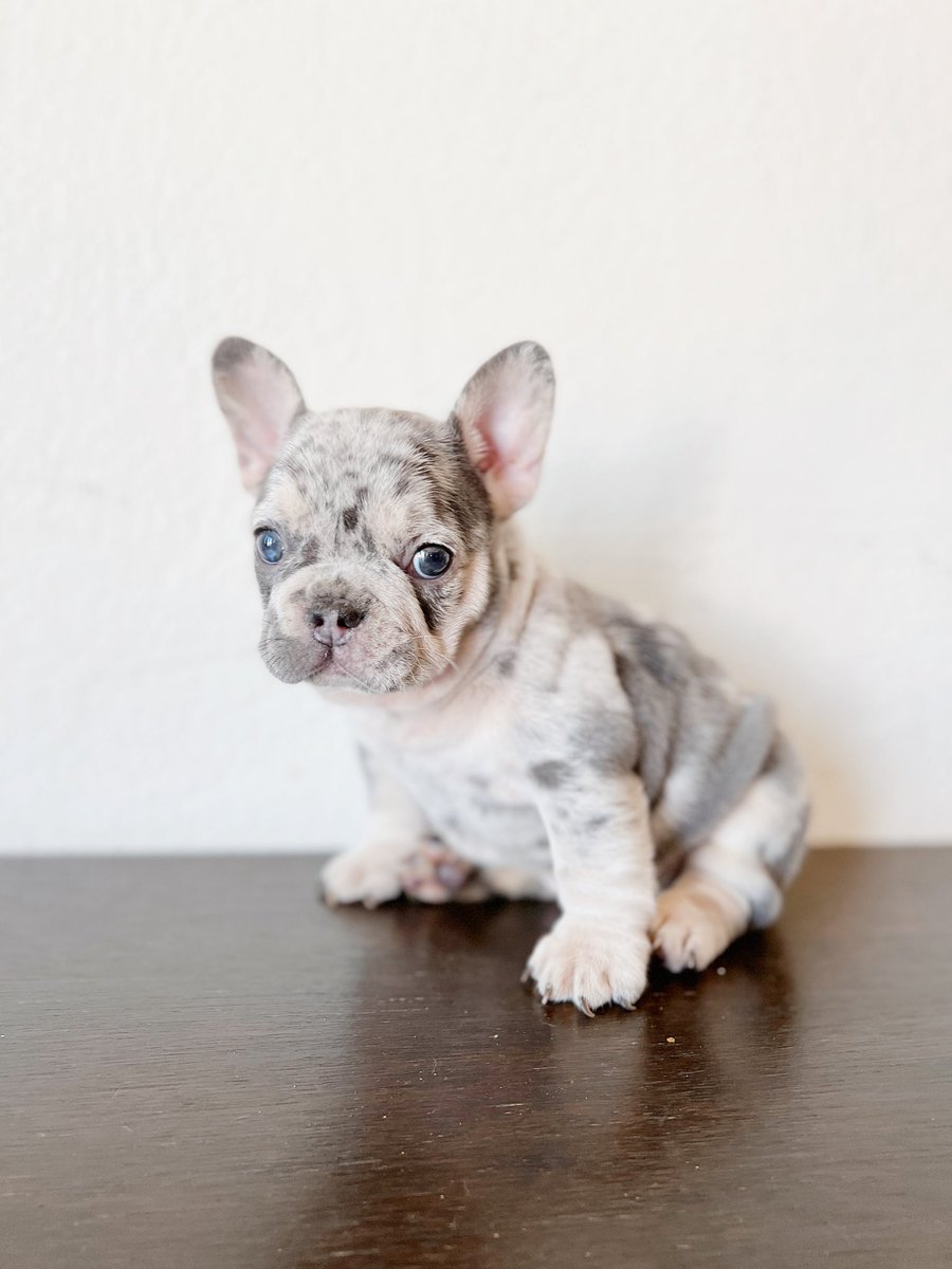 sheribears's tweet photo. These 3 Merle boys are ready for their forever homes. They are still available, please DM if youโre interested! ๐ ๐ #frenchies #merlefrenchies #frenchiesforsale #losangeles https://t.co/EegE7kseE3