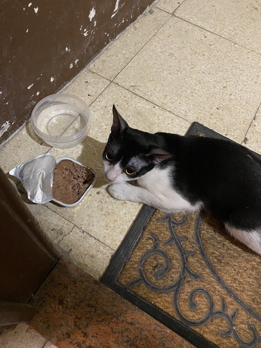 laura6rau's tweet photo. aquest gatet s’ha colat a la nostra escala, a la zona del mercat de la Barceloneta 💔 fa pinta que és d’algú perquè està espantadíssim i no surt si li obrim la porta. si algú el reconeix que es posi en contacte! @sh_barceloneta @aavvbarceloneta @CoHabitBcneta @Gegants_Bcneta https://t.co/nmH8tKFofV