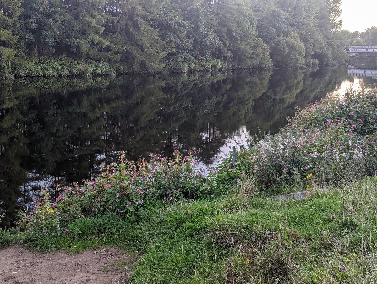 friends_clyde's tweet photo. Lots of #HimalayanBalsam here. Looks like it could be pulled out. 
@MyGlasgowCC
Location: Dalmarnock
River Clyde
Postcode: G40 4AF
National Grid Reference: NS 61584 62665
What3Words: fears.slides.chained https://t.co/nCe5bgCN1r