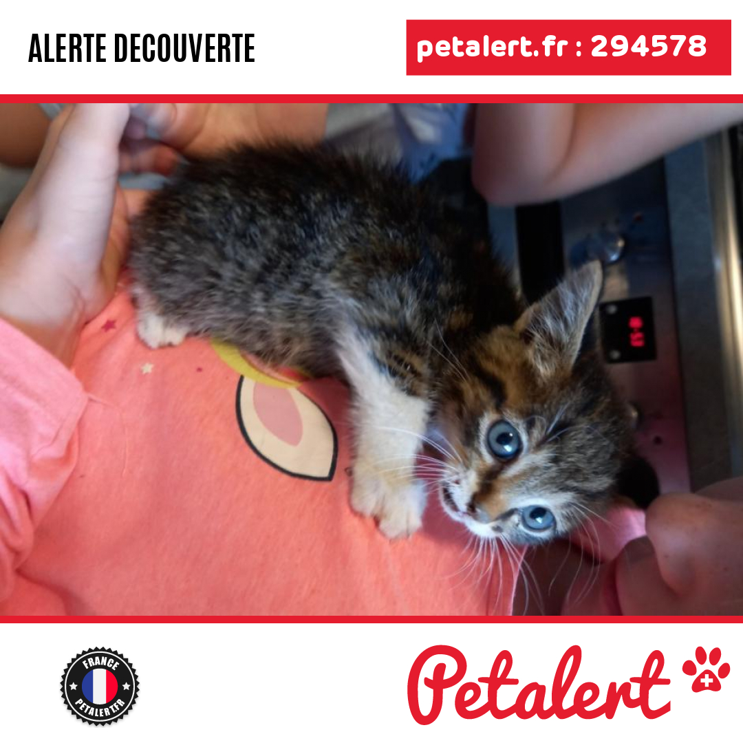 petalert_france's tweet photo. Trouvé #Chat #TerritoireDeBelfort #SaintGermainLeChatelet #Petalert #PetAlert90 / https://t.co/UleSa2guIc https://t.co/fc91JWM1TS