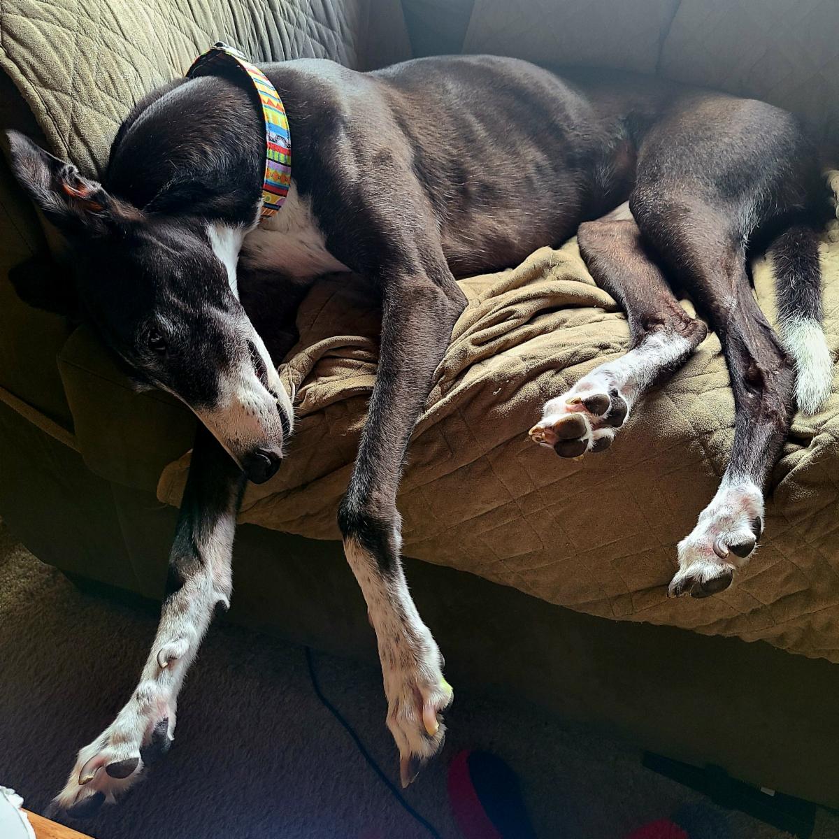 AZHeartHounds's tweet photo. Don't be like Emily and rest yet!!! Get your bids and donations in for our Bidding for Good Auction and Fundraiser... Monsoon Madness! It ends tonight/Wednesday at 10 pm!
.
https://t.co/e1IRetQTtQ
.
#azheartfelthounds #biddingforgood https://t.co/b7M5T4BIUc