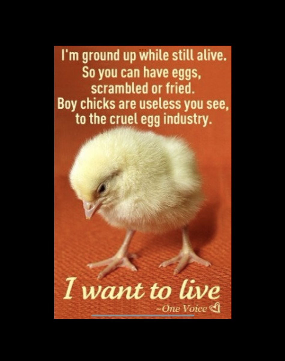schmoozequeen's tweet photo. #GoVegan #BeKindToAllKinds 🐥🐣🐤#Compassion 🚫🥚🍳
#BeVegan #LiveVegan #VeganForTheAnimals #Kindness
#AnimalProteinCausesCancer #TheChinaStudy
#MaleChicks #Cruel #EggIndustry https://t.co/NFcbI4Hs7J