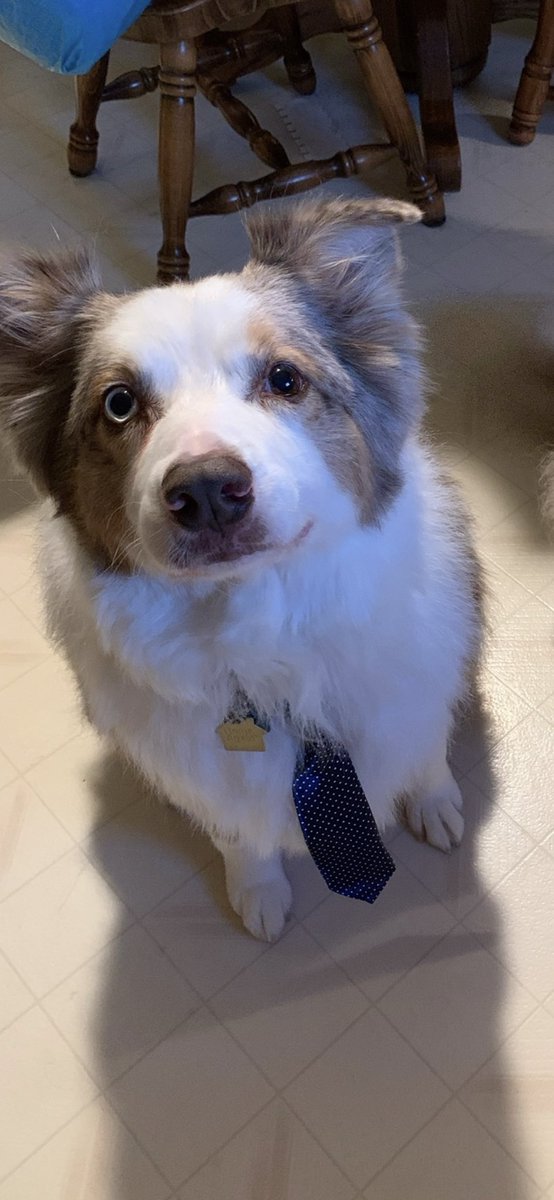 KyleFriend's tweet image. The world said goodbye to the best good boy in the world today-we’ll miss you Wesley. ❤️❤️❤️🌈🌈🌈