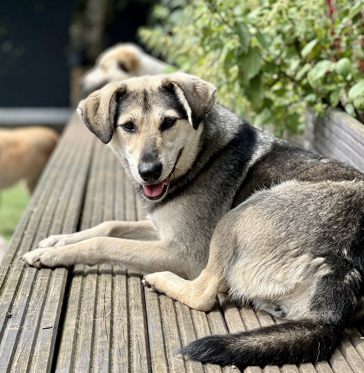 Nicky enjoying the late summer sunshine. You can see in her face how relaxed she is sitting by us now. Such progress from the nervous girl who arrived from Bosnia almost 1 year ago 🥰 @SSStrays