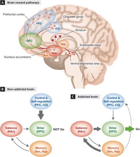 What ADDICTION to twitter (or otherwise) looks like on the BRAIN from nature.