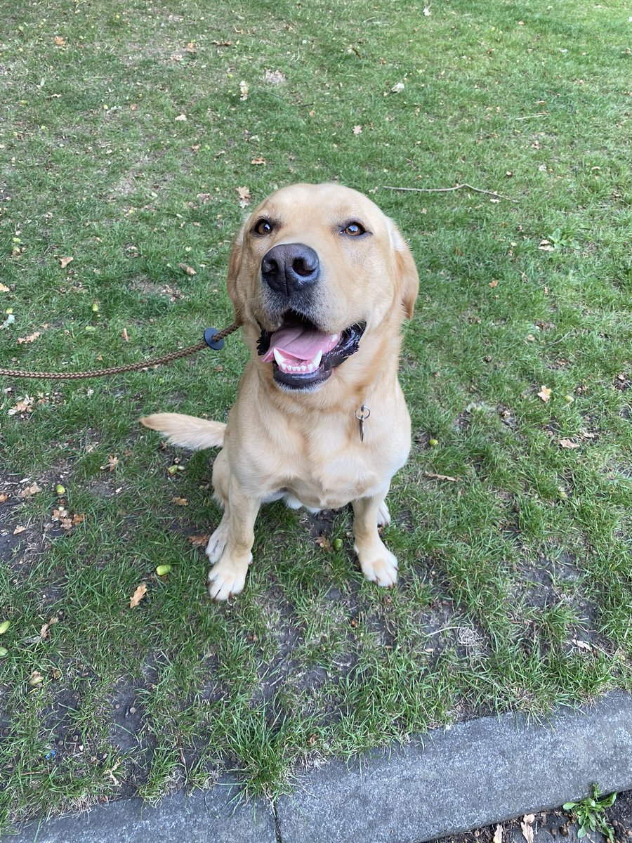 SazJEll's tweet photo. #miles4radiotherapy team walk today to keep our top spot @radiotherapy_uk @Charelle_16 @shahid01a @nichlewis plus special guest Hector 🐶 https://t.co/jRCH3HsJeK