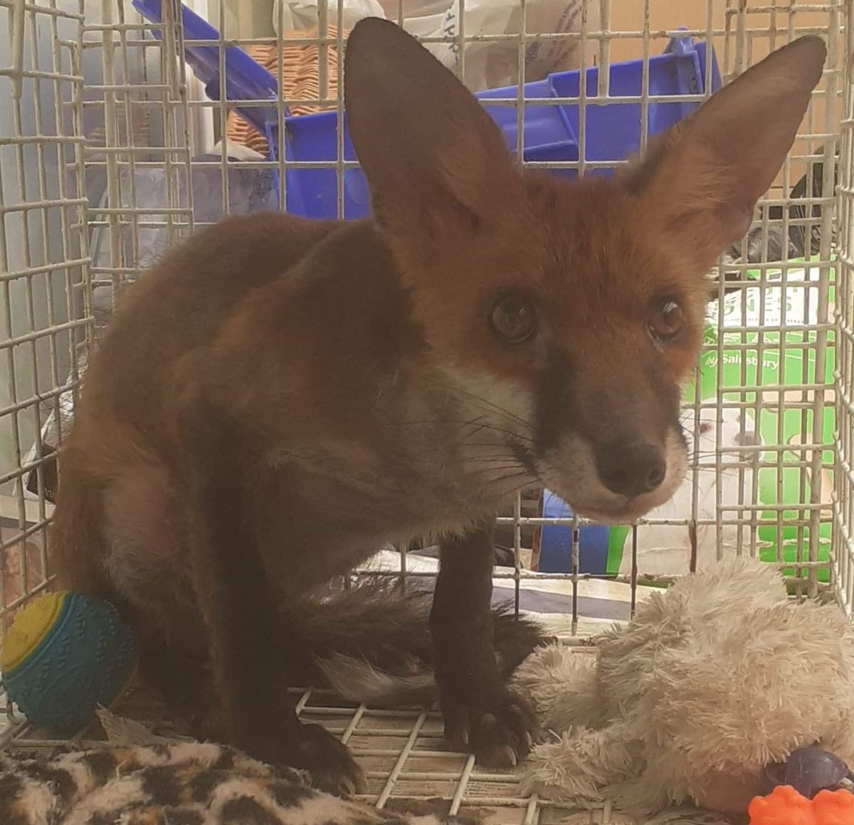 Fox_Angels_UK's tweet photo. Alf is almost ready for freedom ! He’s a different fox now. Just a final vet check and he’ll be off home ! Thank you to our very special rehabber Dave #foxes #wildlife @DDCrochetDesign https://t.co/hfC2L4gzvL