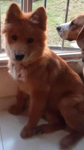 En adopción: Canela - adoptame.com.mx/adopcion/masco…