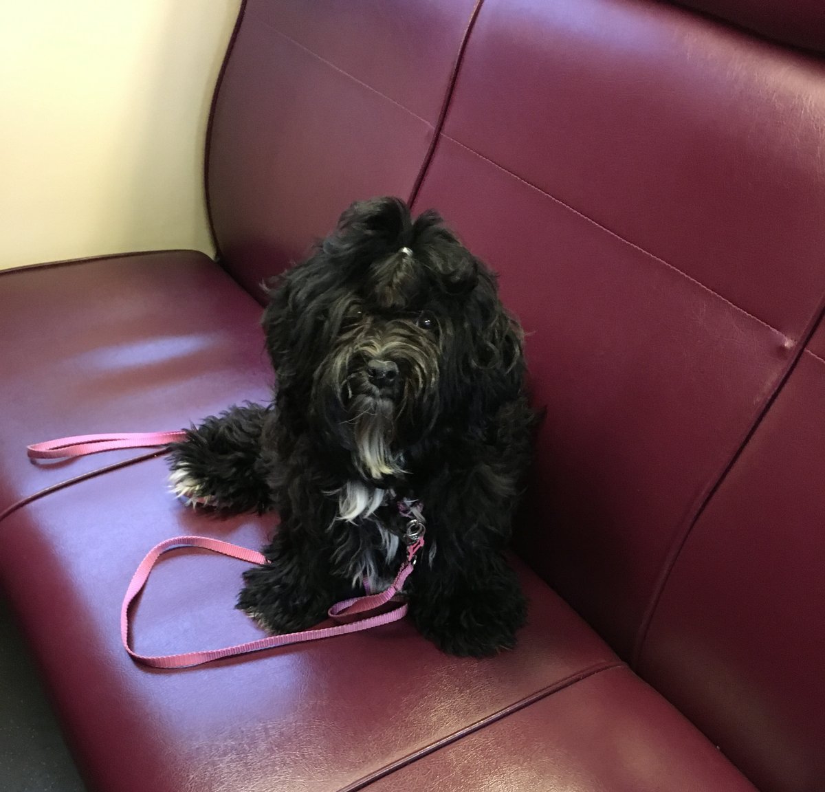 lesley_u's tweet photo. #Spotted on the quad: sweet Dai Mai the public safety pup! She's grown up a bit...swipe to see her baby pics! #DogsofLesley https://t.co/qGhK1duDYV