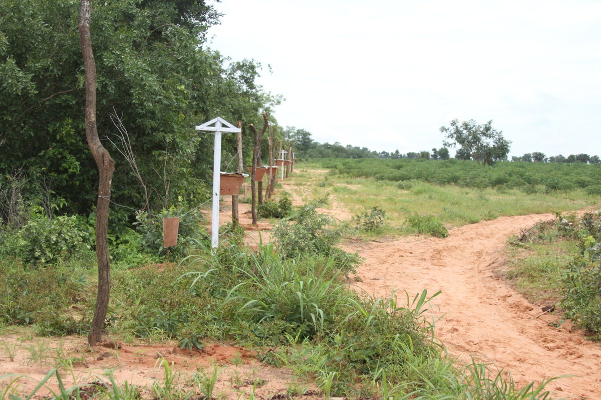 WCS_Nigeria's tweet photo. With technical &amp; financial support from the Elephant Crisis Fund we are working with local farmers to reduce levels of human-elephant conflict around Yankari Game Reserve. Beehive fences deter elephants from raiding farms and the honey provides valuable income. https://t.co/V30VagRcVk