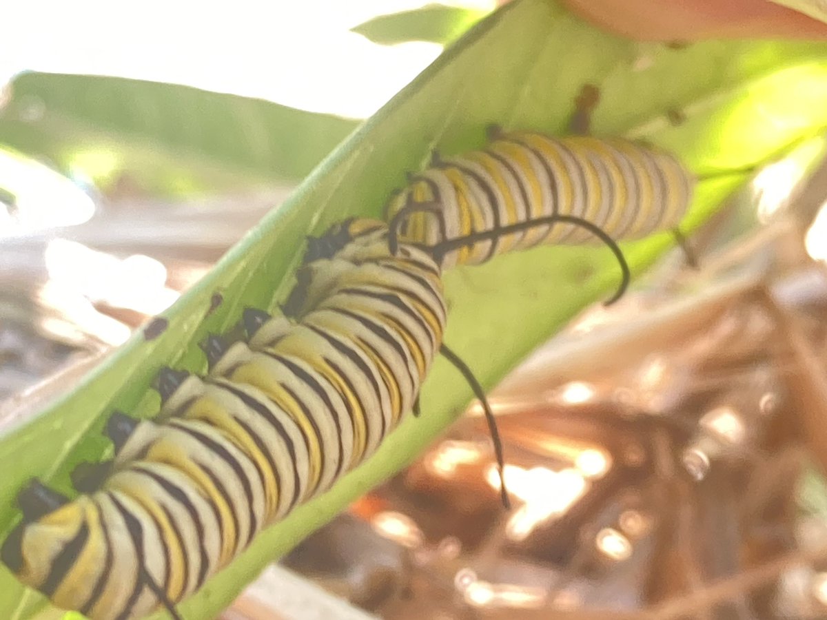 Monarch larvae on the milkweed…lots of Monarch larvae #grow #more #milkweed