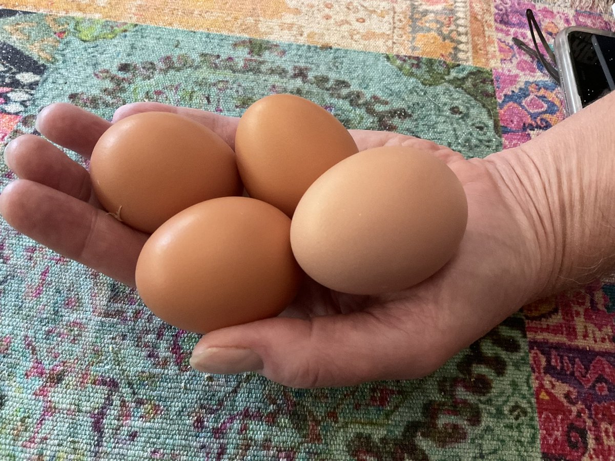 BitchesBane's tweet image. All four hens are FINALLY fully grown and laying. Hot damn!They’ll do this every day for the next 3-4 years. There is much eggy food in our future. #ChickenMath