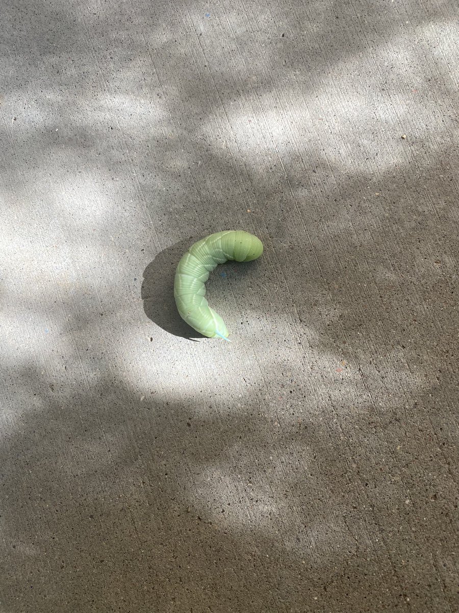 itsteeze's tweet photo. This was the start of my morning, rescuing this lil dude off the sidewalk and putting him in my mom’s garden! He’s cute! 🐛 https://t.co/o9Nt3qBcPK
