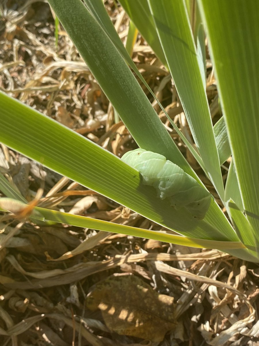 itsteeze's tweet photo. This was the start of my morning, rescuing this lil dude off the sidewalk and putting him in my mom’s garden! He’s cute! 🐛 https://t.co/o9Nt3qBcPK