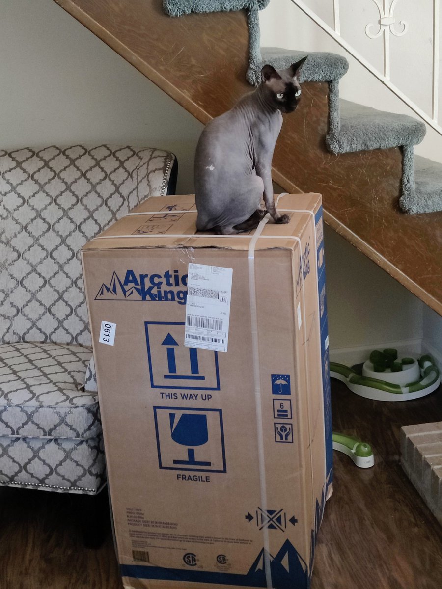 GoghCat's tweet photo. The hoomans got us new boxes to sit on. 😻
#Wednesdayvibe #cardboardbox #catsonboxes #CatsOfTwitter #CatsOnTwitter https://t.co/6wVvCu3nTe