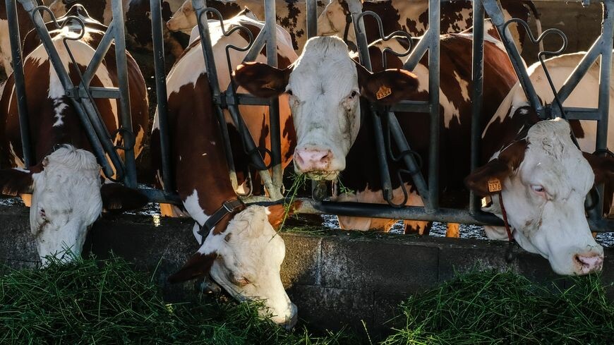 ici_gironde's tweet photo. "C'est une victoire" : des éleveurs laitiers girondins saluent la condamnation du groupe Savencia à verser près de 26 millions d'euros de dommages et intérêts à l'association de producteurs Sunlait 
➡️ https://t.co/D1UE6CYcUF https://t.co/SqgruR157H