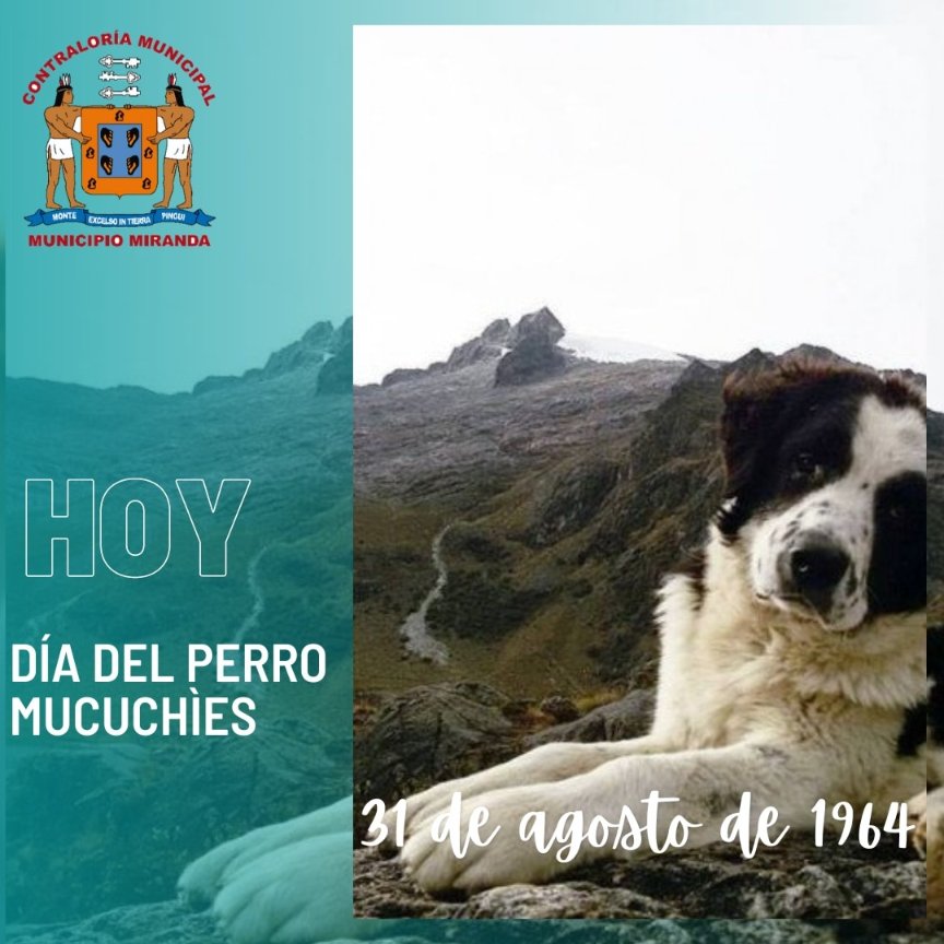 CMeMe_Timotes's tweet photo. Cada 31 de agosto se celebra en Venezuela el Día Nacional del Perro Mucuchíes. Dicha raza fue declarada como típica nacional de Venezuela, el en 1964, según el Decreto Presidencial establecido en la Gaceta Oficial Nº 27.530, por estar ligado a la historia del país. https://t.co/t3cOM8v6OR