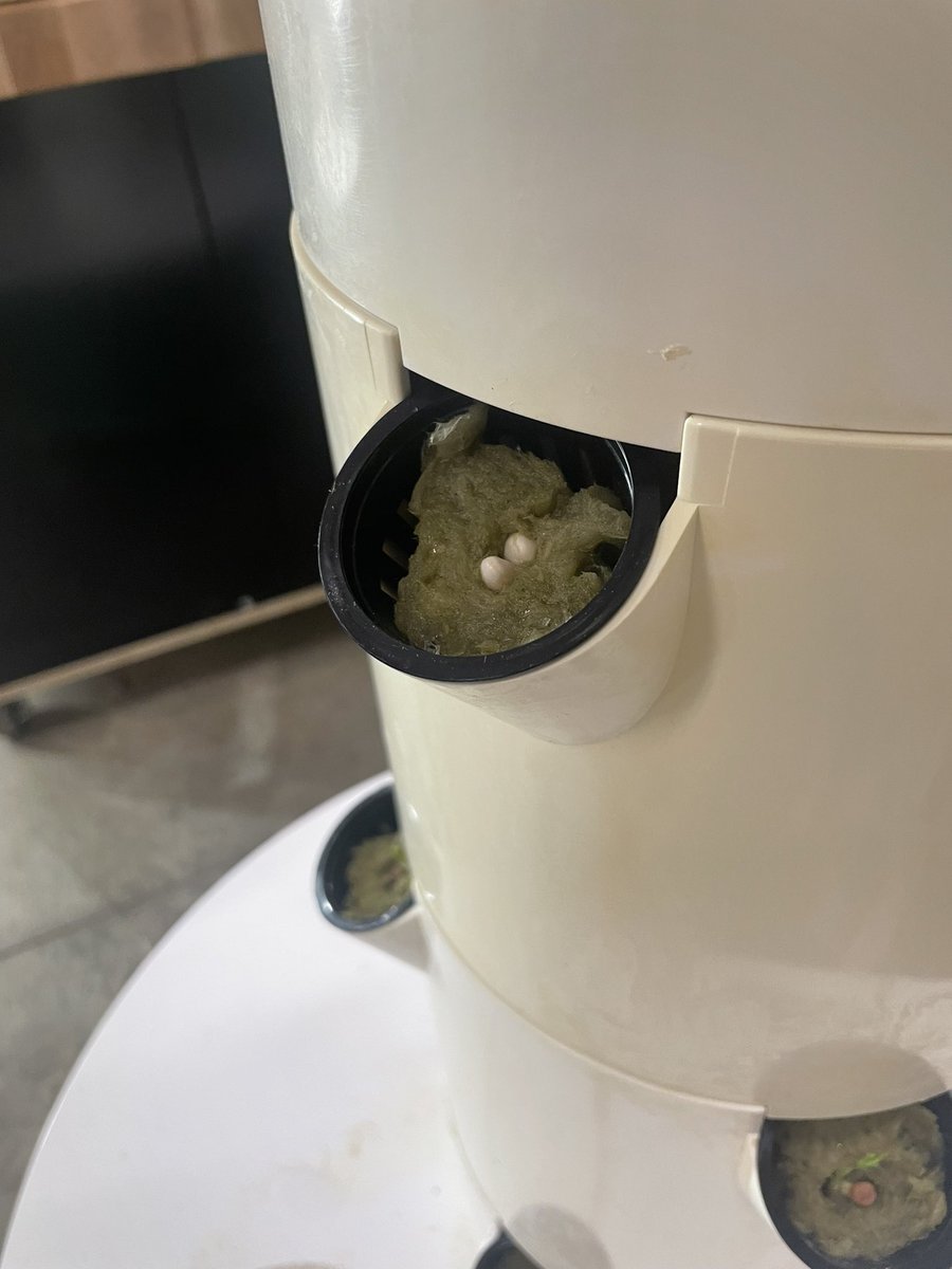 OregonClayFFA's tweet photo. Exciting stuff happening in the ag room! Our hydroponics system is officially germinating. #agstuff #coolkids #agfun https://t.co/e9AzpLICGR