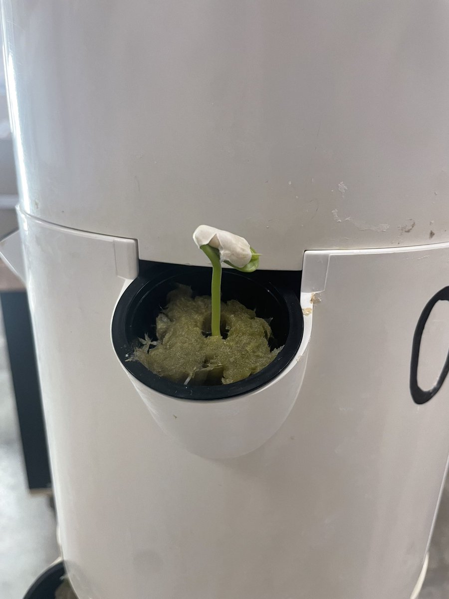 OregonClayFFA's tweet photo. Exciting stuff happening in the ag room! Our hydroponics system is officially germinating. #agstuff #coolkids #agfun https://t.co/e9AzpLICGR