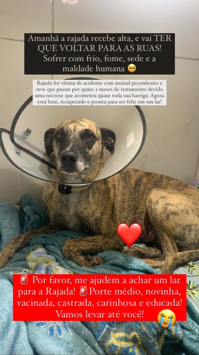 ehjamoriagr's tweet photo. 🚨🚨🚨PESSOAL DE BRASÍLIA, ME AJUDEM A COMPARTILHAR, por favor!!!! 🚨🚨🚨

A Rajada merece muito mais que as ruas 😢 https://t.co/S1ia9d3K56