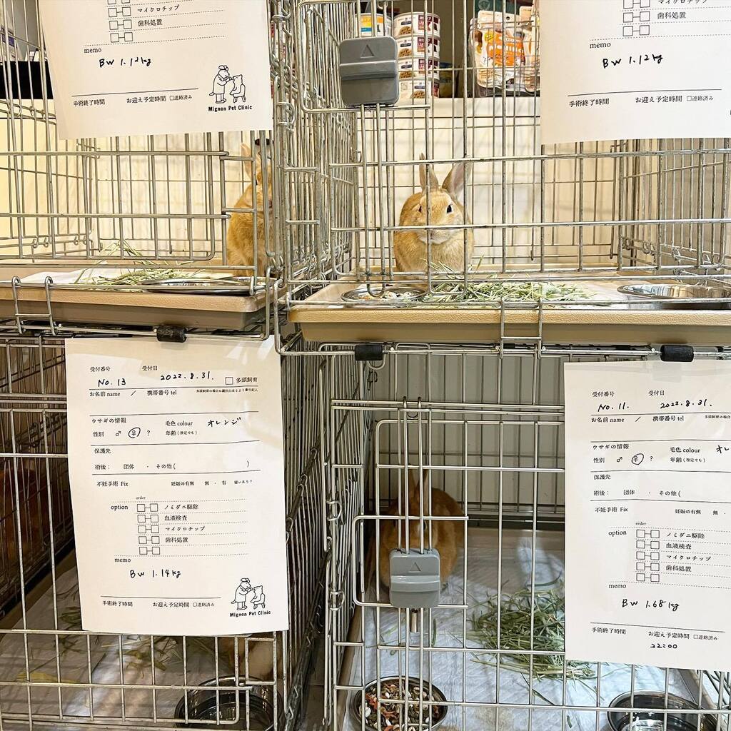 petMignon's tweet photo. 24時になると自動的に血液検査の機械たちが動き出すから毎度ギョッとする。うさぎオペのお手伝いが関東近郊から集まってくれるようになって、今日は午前オペ、午後オペ、夜オペの3交代制で工場のような感じ。体力的にはどっちも辛いけどメンバーが変わると眠気が和らぐ。 https://t.co/NnoSciqiyy https://t.co/dE5MkASiHX