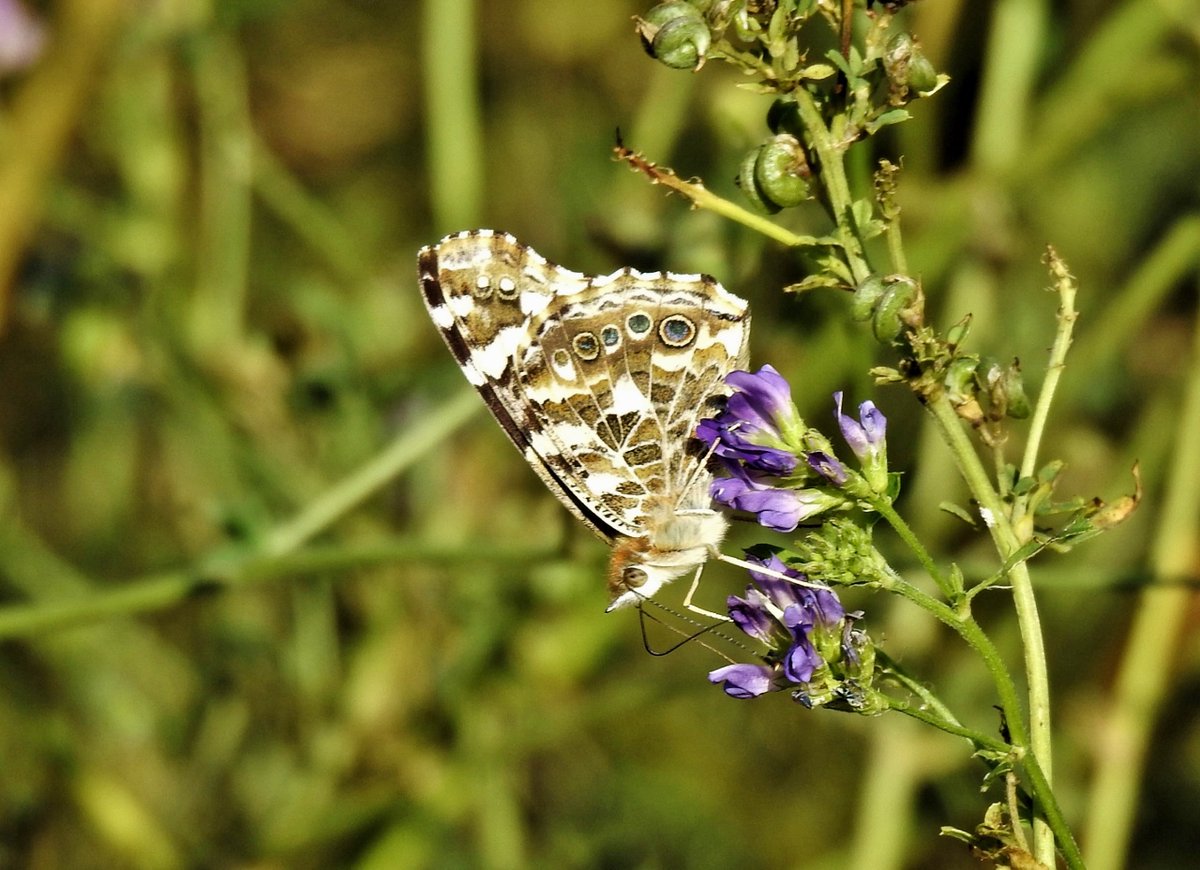 Despite the desperately dry conditions I found at least 8 species of butterfly on a short section of the Sailors' Path at Hazlewood today, mostly along the saltmarsh, including Common Blue, Small Copper, Grayling and Painted Lady @BC_Suffolk @SuffolkRecorder @suffolkwildlife