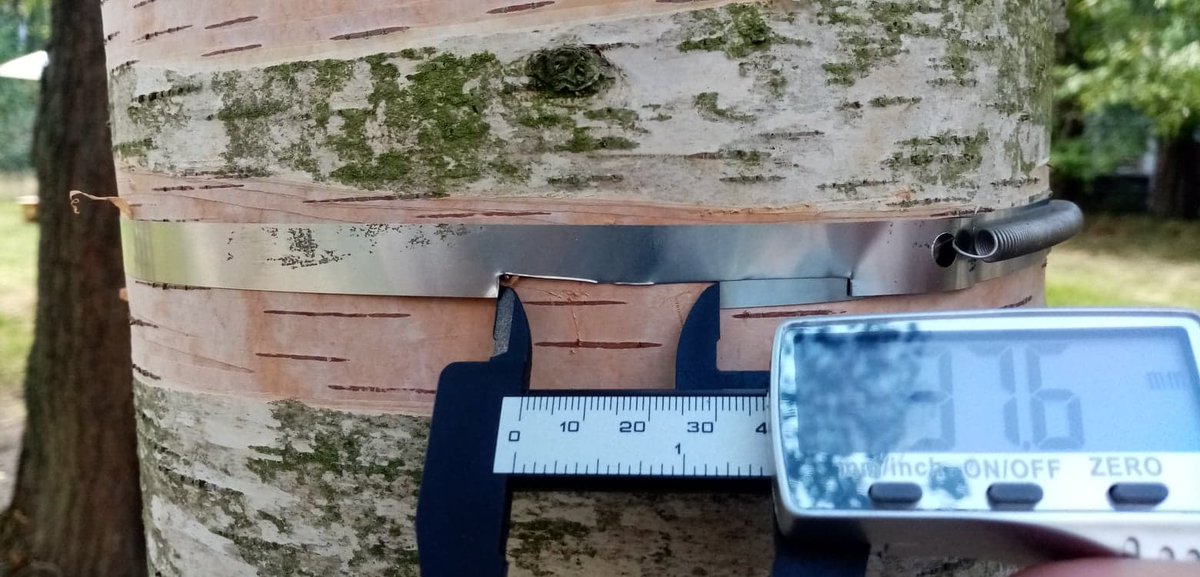 The @BIFoRUoB education resource is here canvas.bham.ac.uk/courses/52405. Soon to be released ‘BIFoR in a Box’  provides schools with dendrometers to measure tree growth/share data. Register interest by sending your school address to bifor@contacts.bham.ac.uk #citizenScience