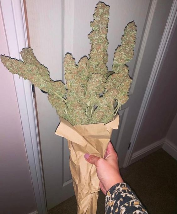 JointCommunity's tweet photo. anniversary girl ✌️

#Jointoclock #weedsmokers #WeedLovers #Weedmob #WeedLife #WeedLover #CannabisCommunity  #STONER  #Mmemberville #StonerFam https://t.co/sEUm2CpFzO