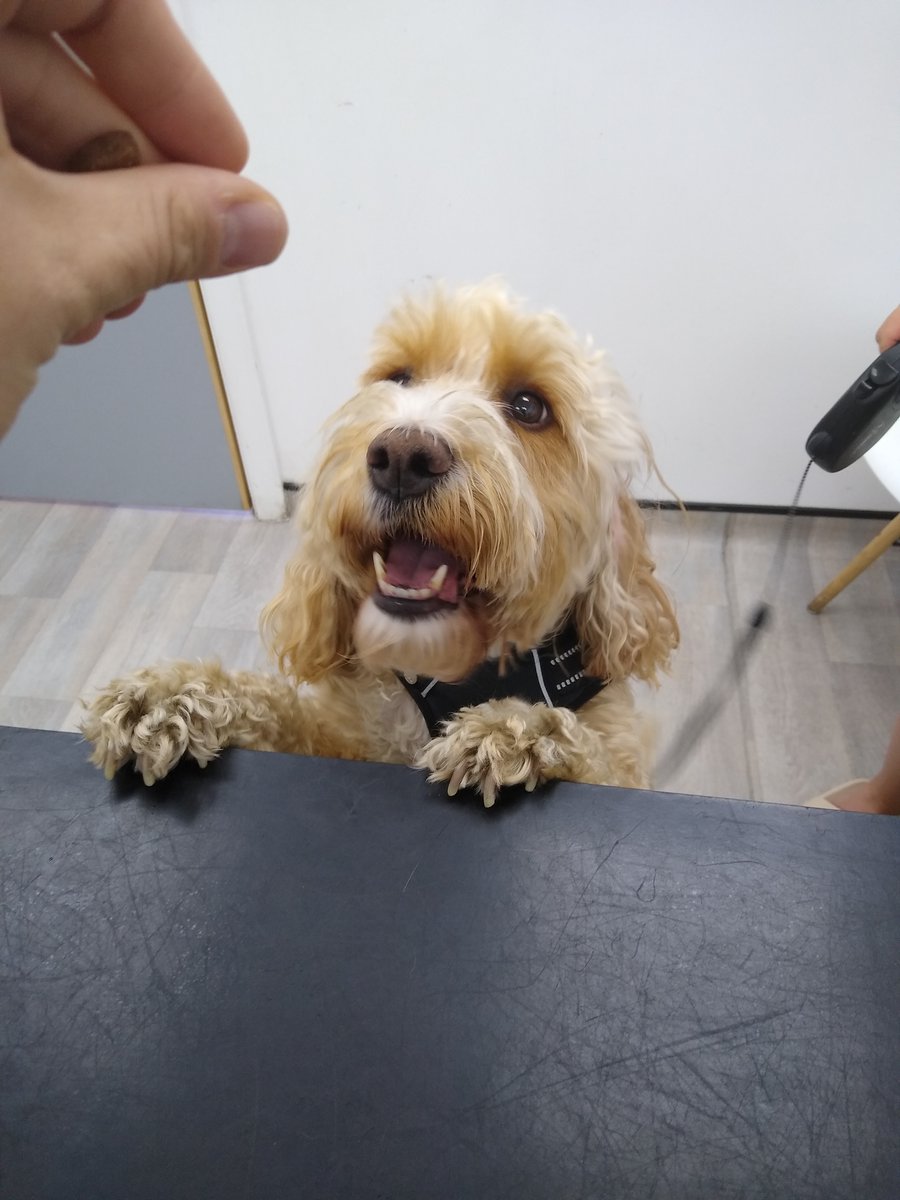 This is the gorgeous Holly!

She was very nervous to come into our Langley Mill site, but after plenty of fuss and treats she was very happy!

It goes to show how a small change in atmosphere from our caring staff, can make a huge difference to your pet!

#ScarsdaleVets #vet #dog