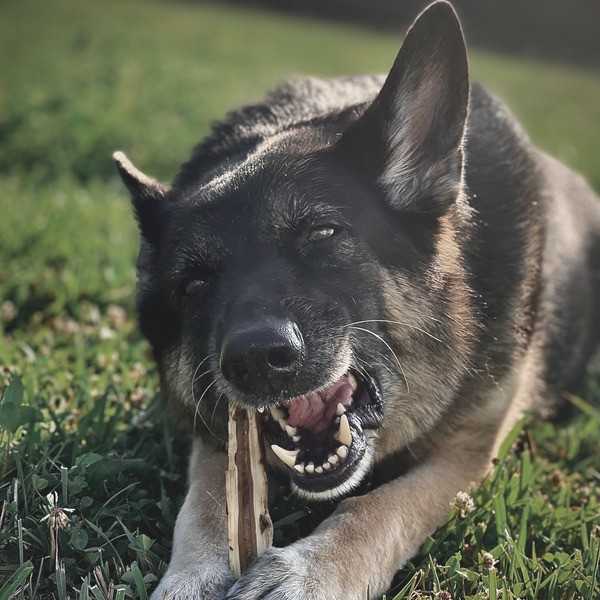 happinessBTM's tweet photo. Fields and sticks. Two of Dakota's top favorite things. She loves when we take time to run around and have some fun during our downtime.
.
”crunch me some heckin’ sticks!” https://t.co/x2uC5FhRow