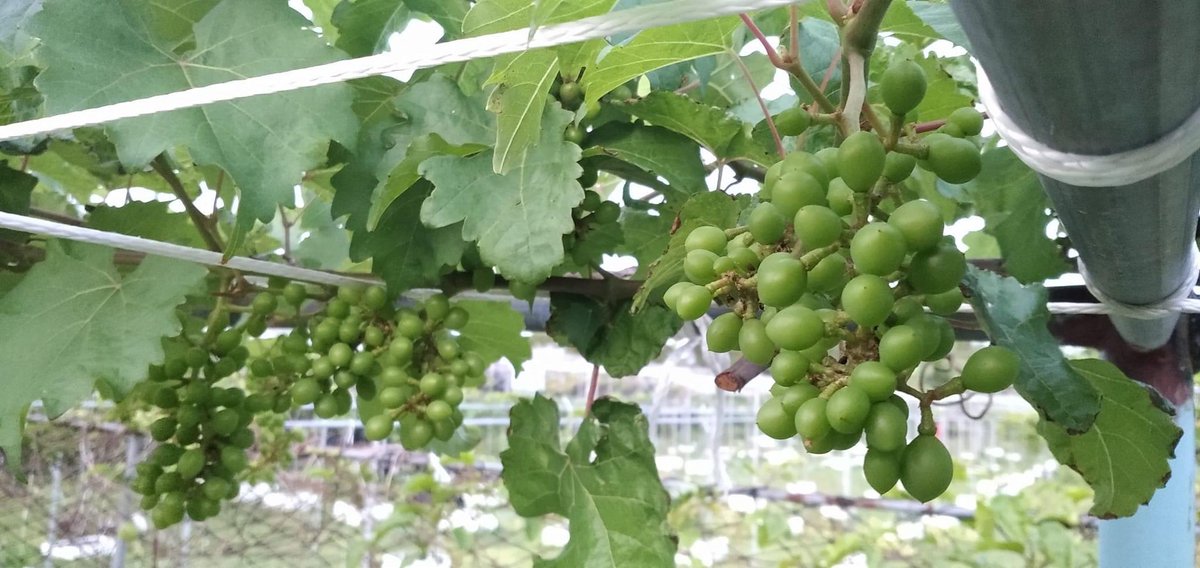 Grapes 🍇 😍. #addumeedhoo #growyourownfood #farmers #visitmeedhoo